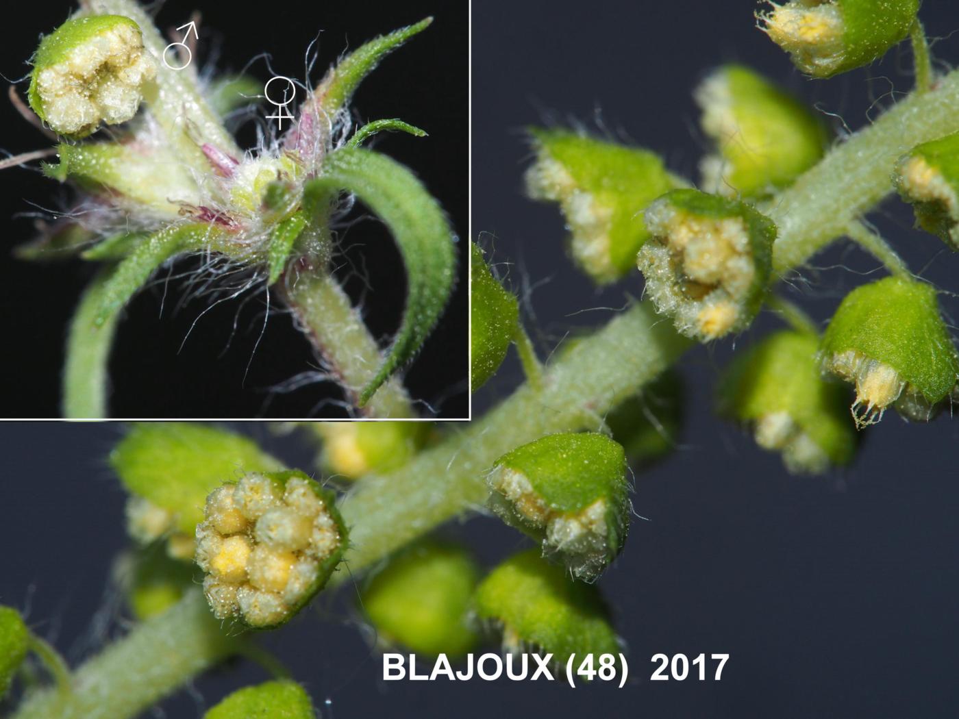 Ragweed, Common flower